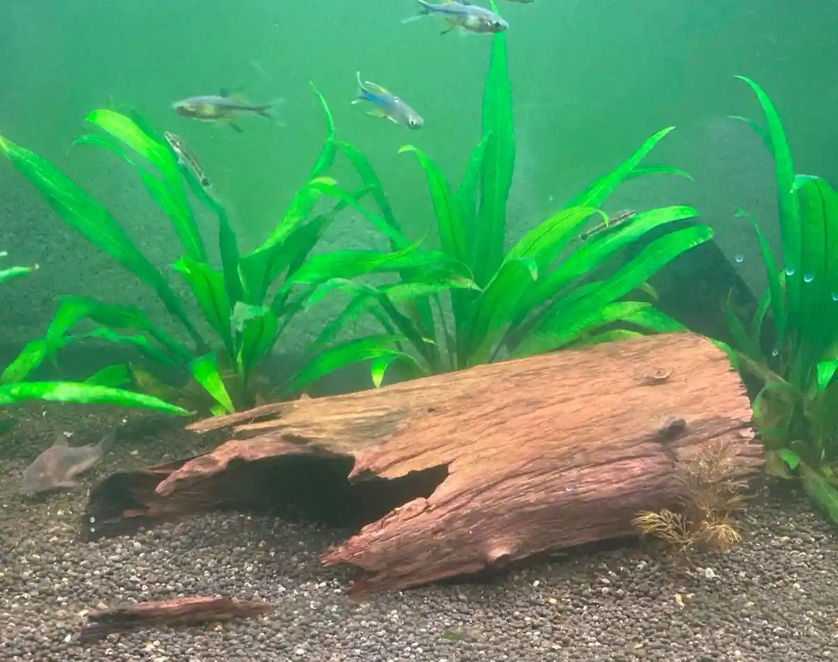 Is That Driftwood I See?