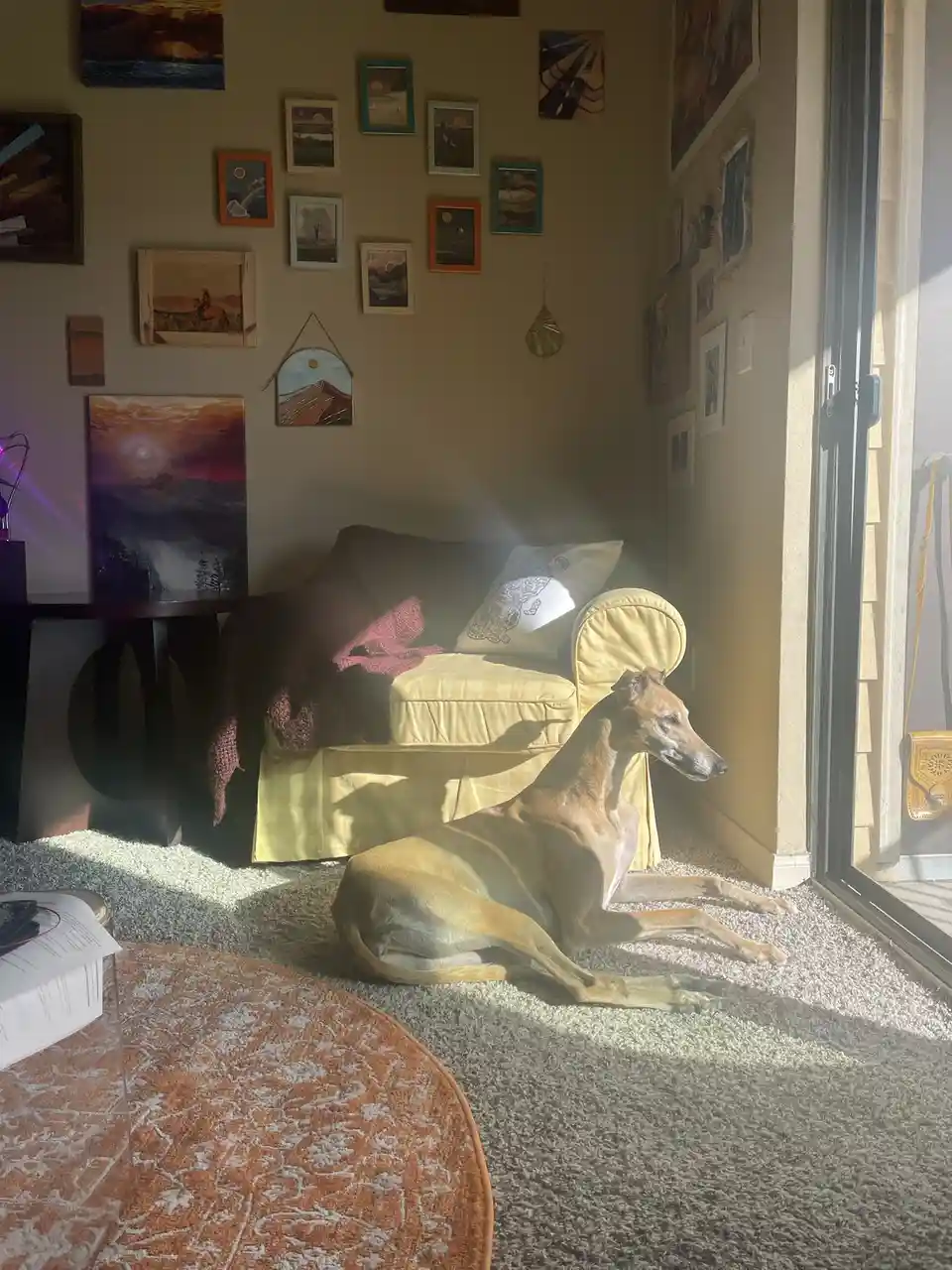 A slender, light-brown dog lies relaxed on a carpeted floor in a sunlit room, bathed in warm sunlight streaming through a…