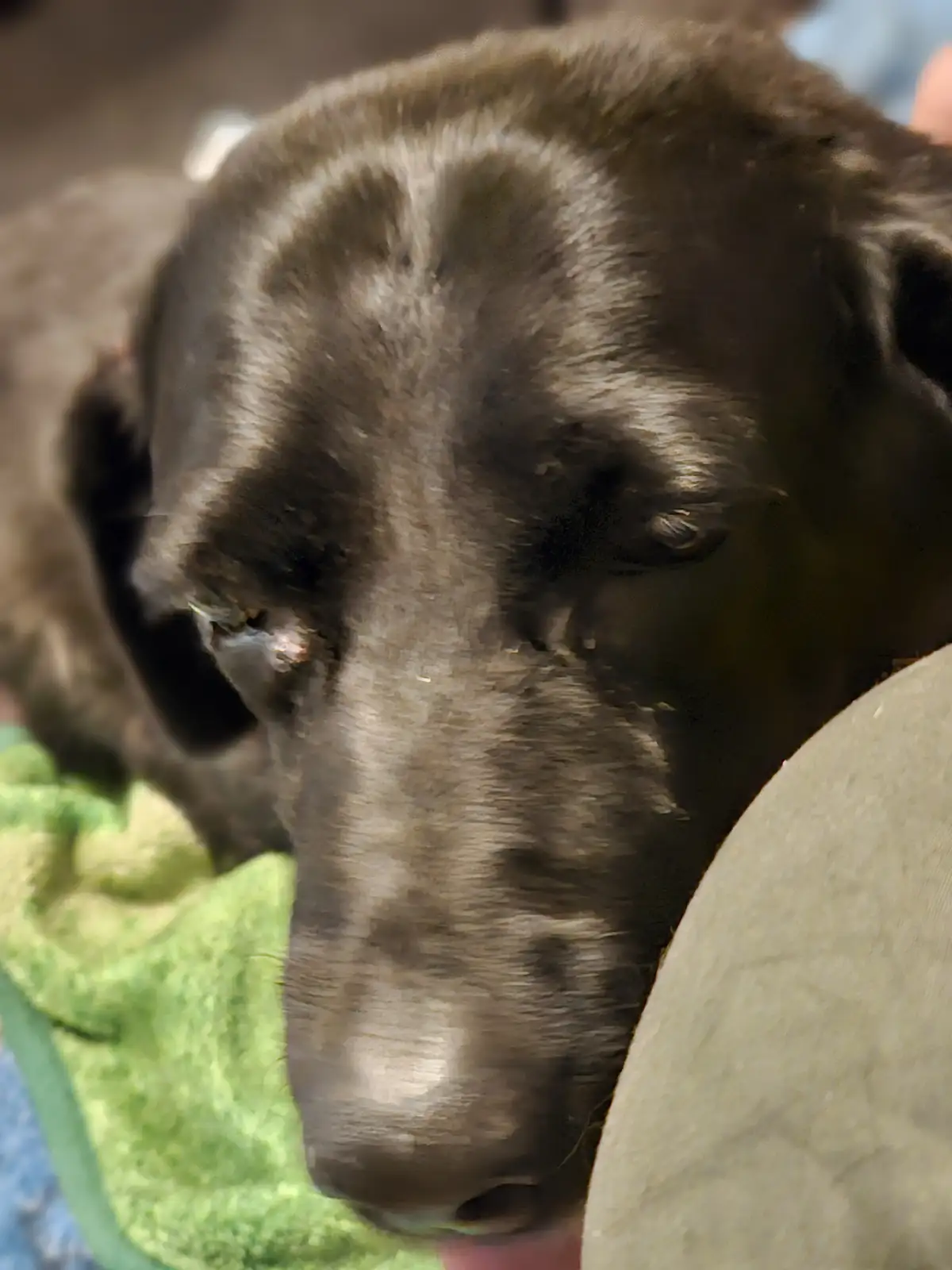 A close-up photo of a dark brown dog with its head resting on a person's shoulder, partially on a green towel, looking sad…
