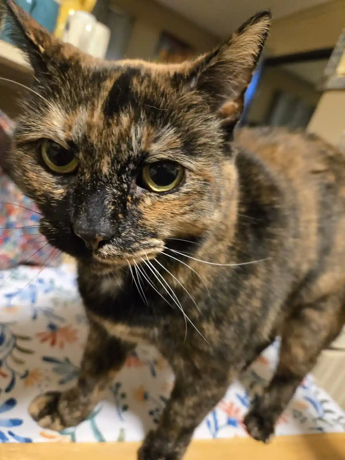 A close-up photo of a tortoiseshell cat with a stern, unimpressed expression, looking directly at the camera. The cat has a…