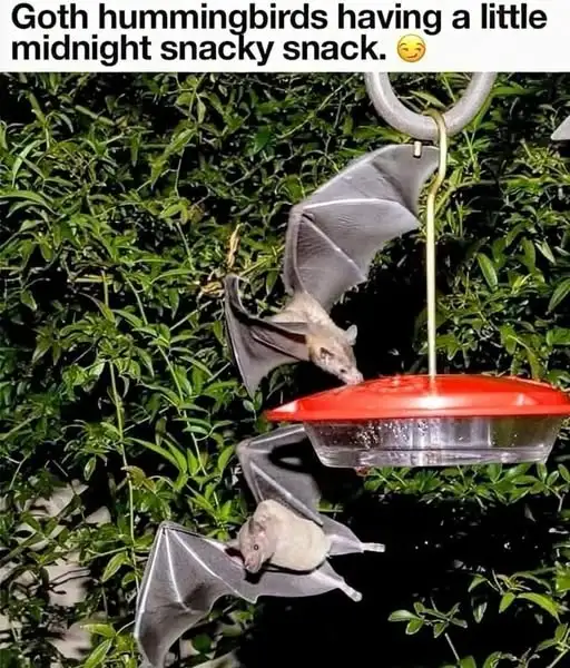 Goth hummingbirds: The ultimate in avian style!