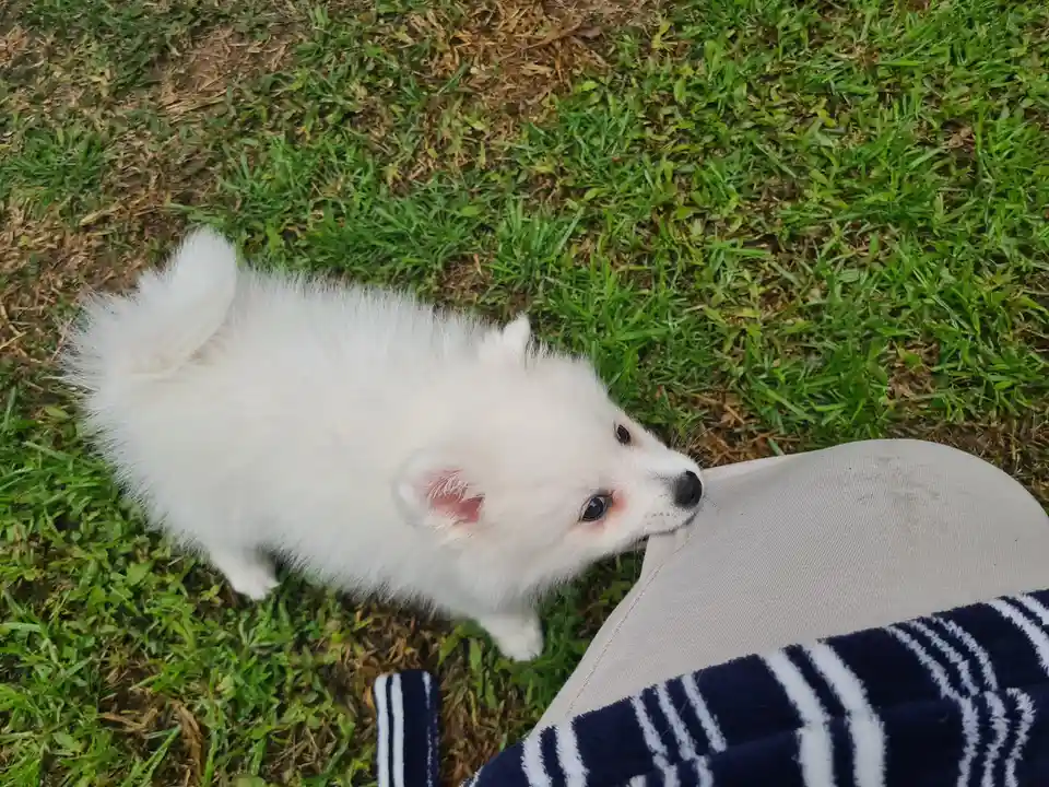 Say hello to Mitsuki!