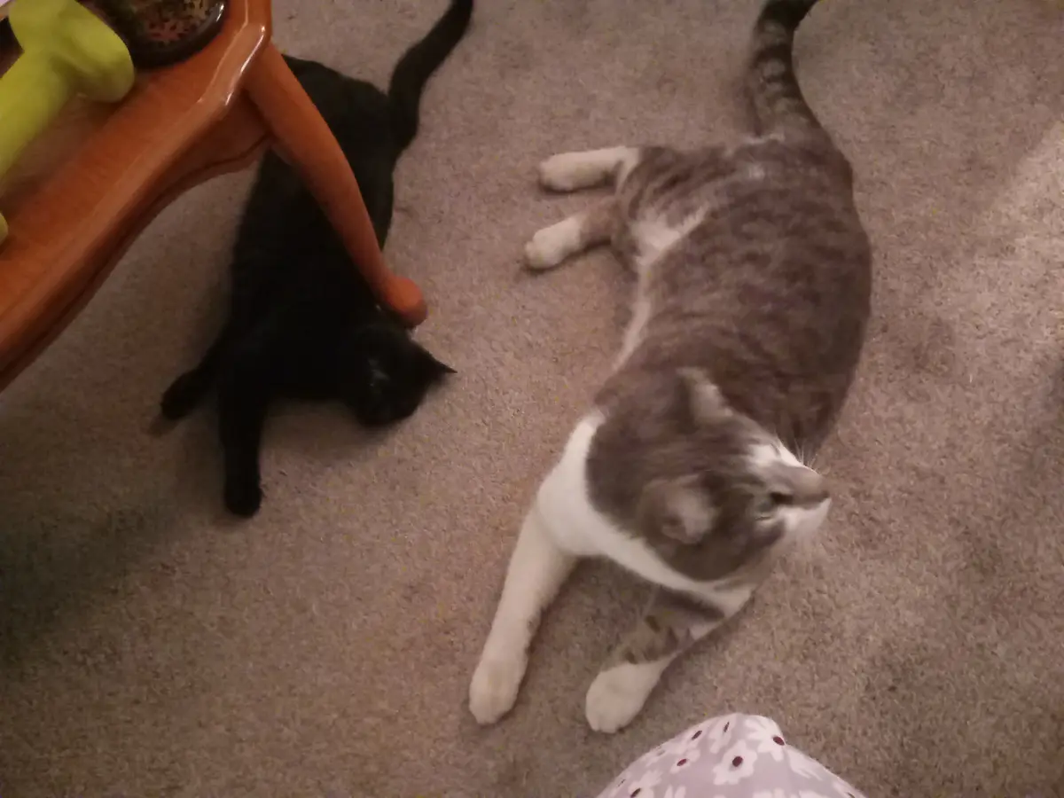 Two cats lie on a carpeted floor; one black cat is near a wooden table leg, the other gray and white cat looks up. Text…