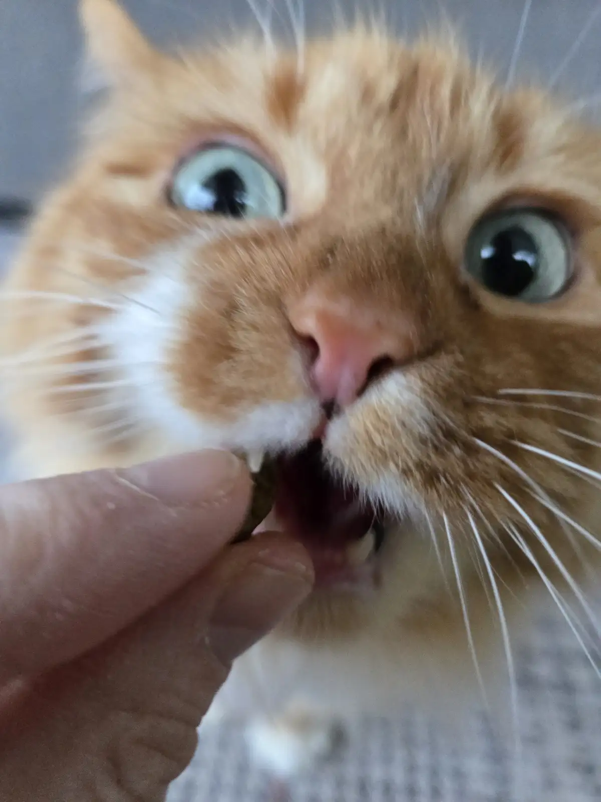 A close-up photo shows a fluffy orange and white cat with wide, startled eyes staring directly at the camera while a human…