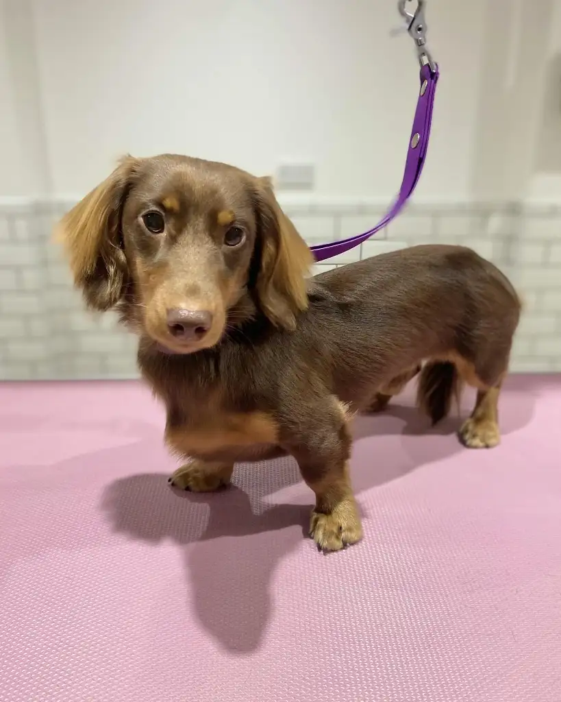 A brown dachshund with long floppy ears stands on a pink textured mat, looking directly at the camera with a slightly sad or…