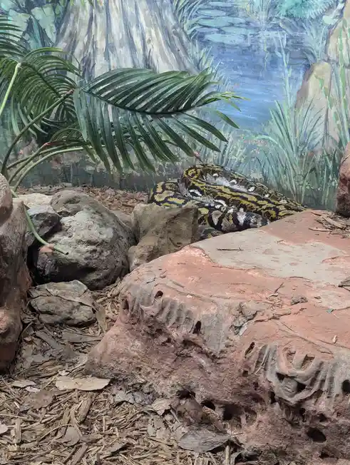 A large, patterned snake, likely a python, is coiled among artificial rocks and foliage in what appears to be an exhibit…