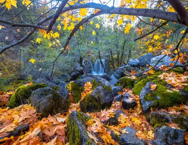 A scenic autumn forest photo shows moss-covered rocks, fallen orange and yellow leaves, and a small waterfall in the…