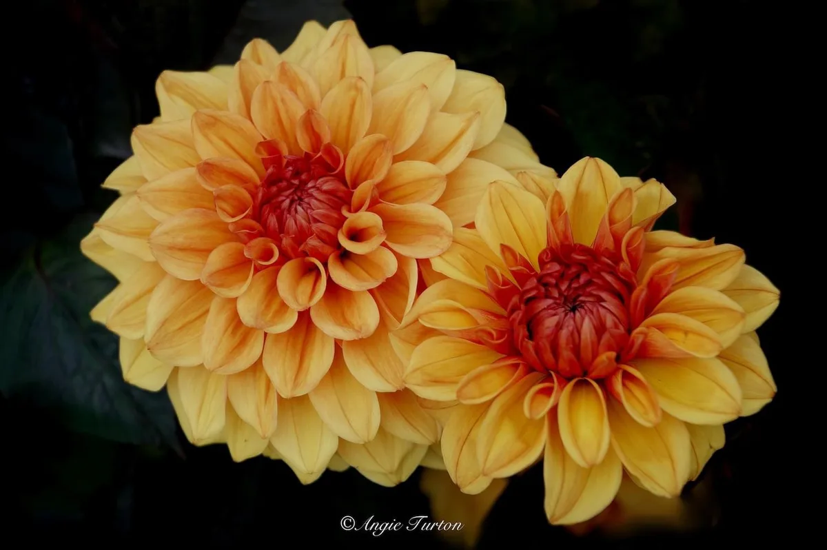 Two large, vibrant orange and yellow dahlia flowers with dark centers are photographed against a black background. The image…
