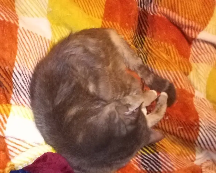 A gray tabby cat is curled up tightly in a ball on a colorful plaid blanket with orange, yellow, and white stripes. The…