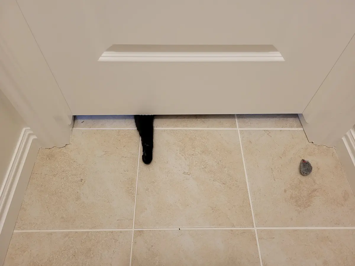 When your cat is banned from the bathroom: The ultimate struggle
