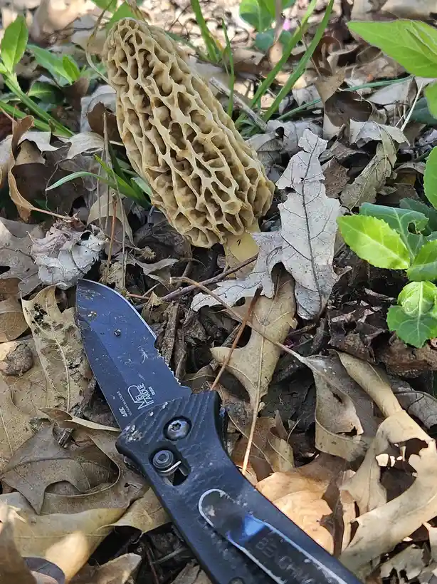 A close-up photo shows a morel mushroom with its distinctive honeycomb-like cap emerging from a bed of dry, brown leaves and…