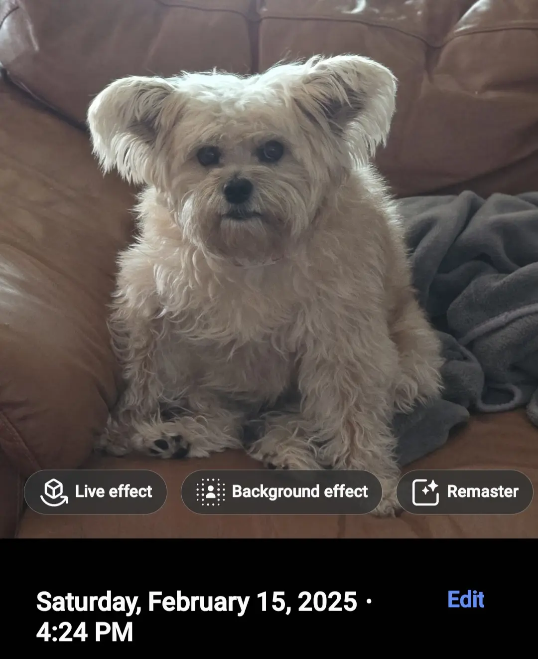 A small, fluffy white dog with shaggy fur and floppy ears sits solemnly on a brown leather couch, looking directly at the…