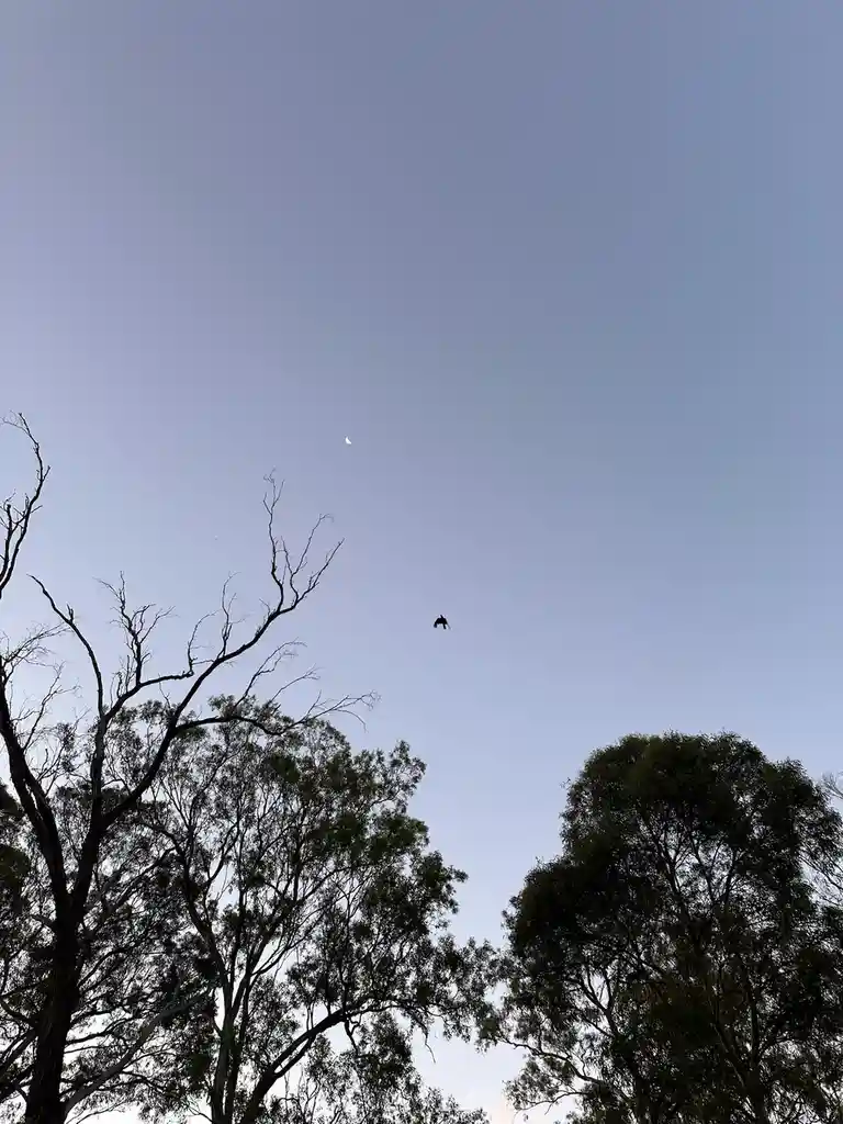 Adorable Little Birdie in Action