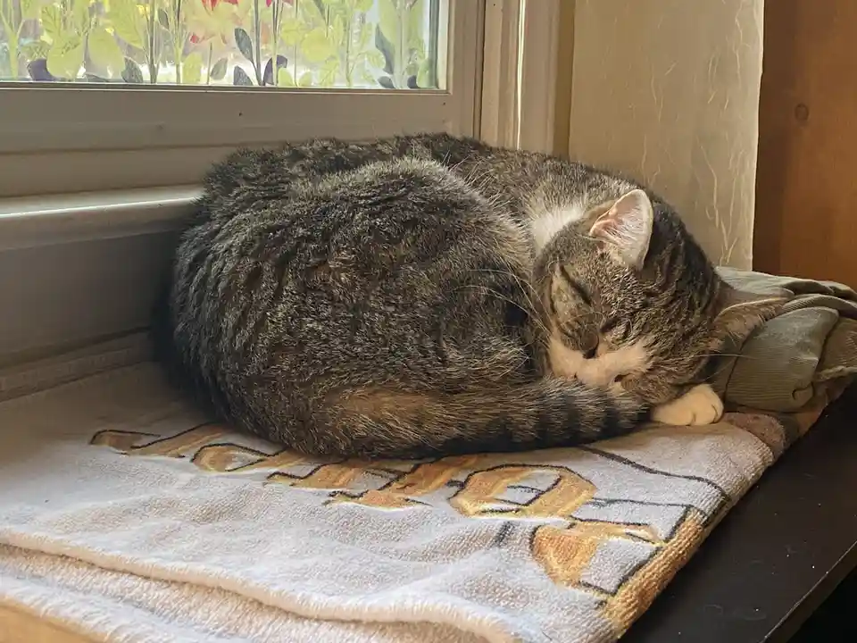 A tabby cat with white paws is curled up and sleeping soundly on a patterned towel placed on a windowsill. The cat's body is…