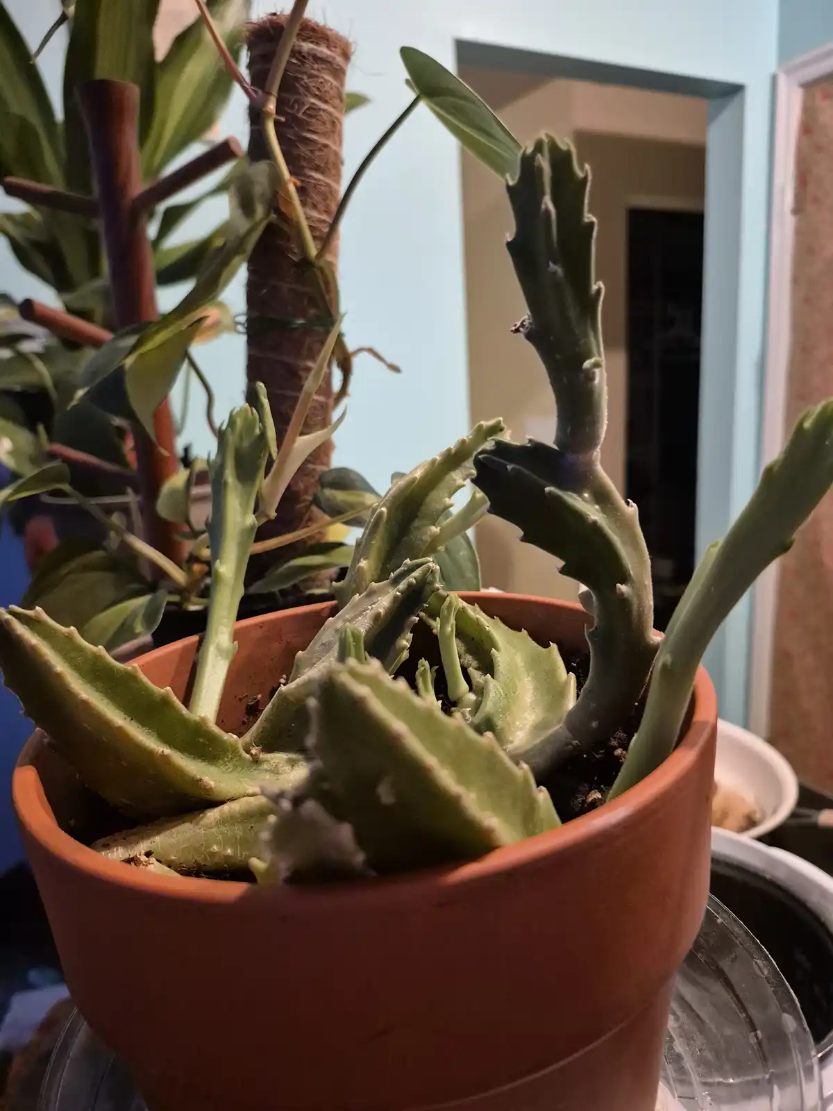 The Unique Starfish Cactus