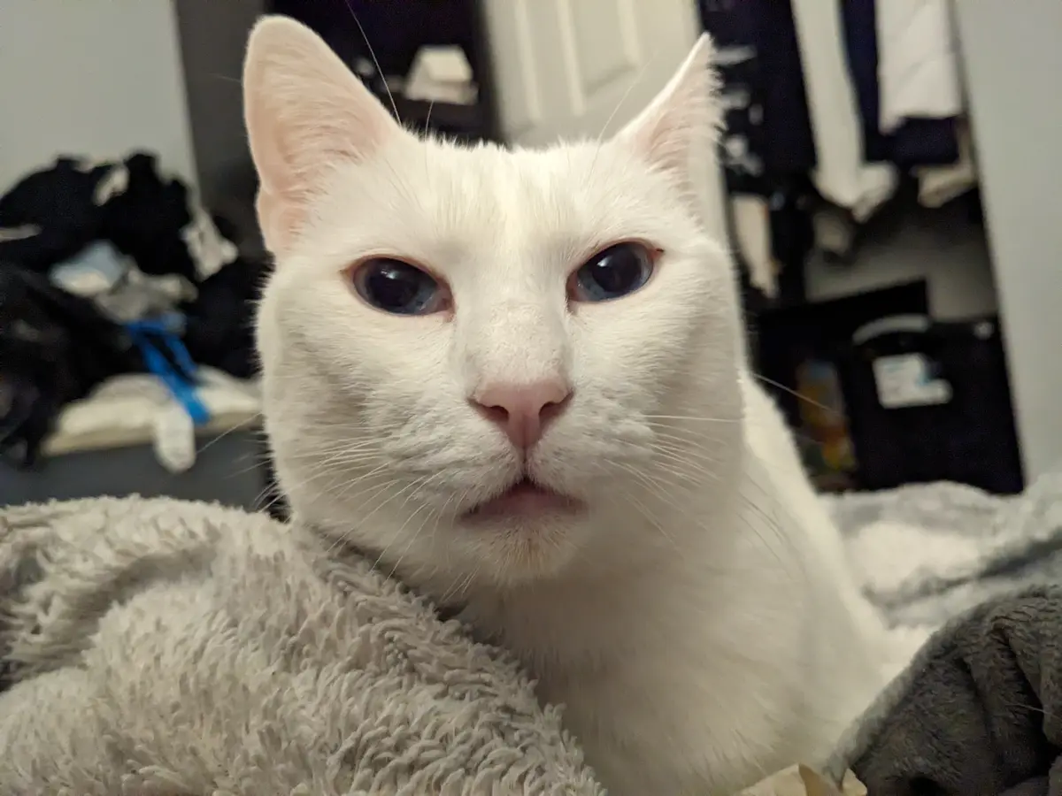 A Close-Up Look at Adorable Mousey the Kitty