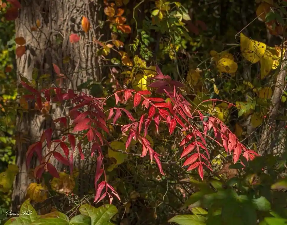 A close-up photograph of vibrant red autumn leaves on a branch, set against a backdrop of green and yellow foliage and a…
