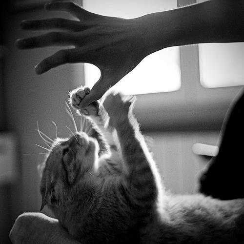 A black-and-white photo shows a cat lying on its back, playfully batting at a human hand reaching down toward it. The cat's…
