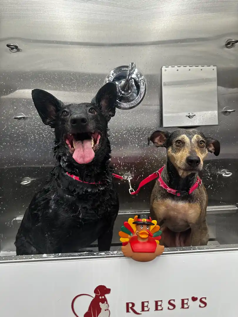 Two wet dogs sit in a stainless steel dog wash tub, one black dog with its mouth open and tongue out, the other a brown and…