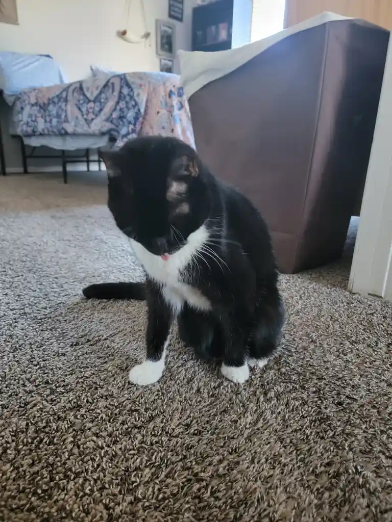 A black and white cat sits on a textured carpet in a bedroom, licking its front paw while looking down. In the background, a…