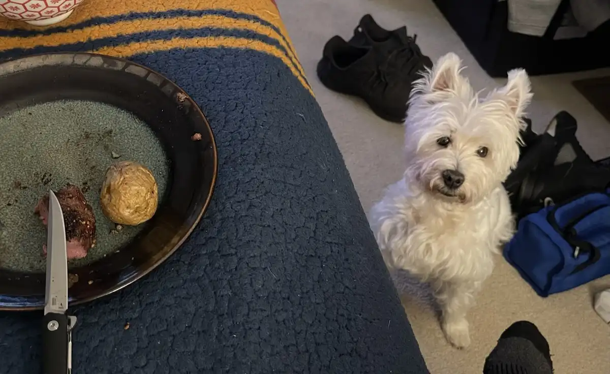 A small white West Highland Terrier dog sits on a carpeted floor, looking up expectantly at the camera. To its left is a…