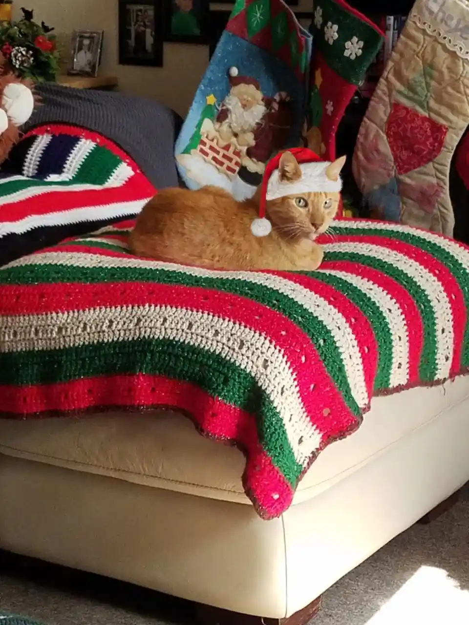 It's Starting to Feel a Lot Like Catmas!