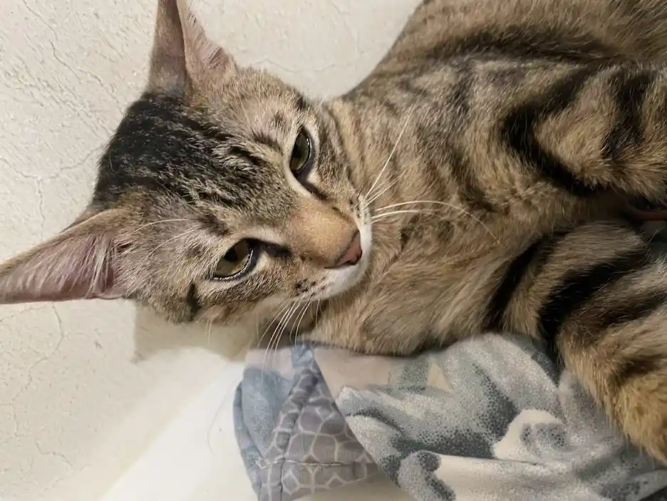A tabby cat with brown and black stripes lies on a patterned blanket against a textured white wall, looking slightly to the…