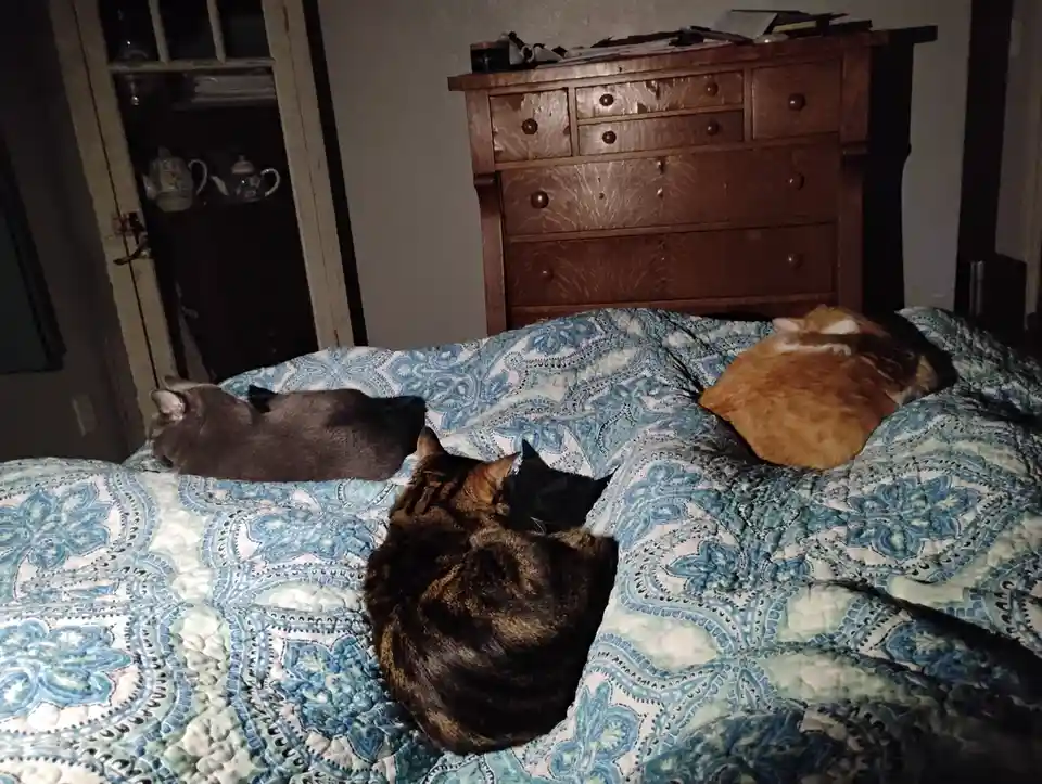 Three cats are sleeping on a blue and white patterned bedspread in a dimly lit bedroom. One gray cat lies on the left, a…