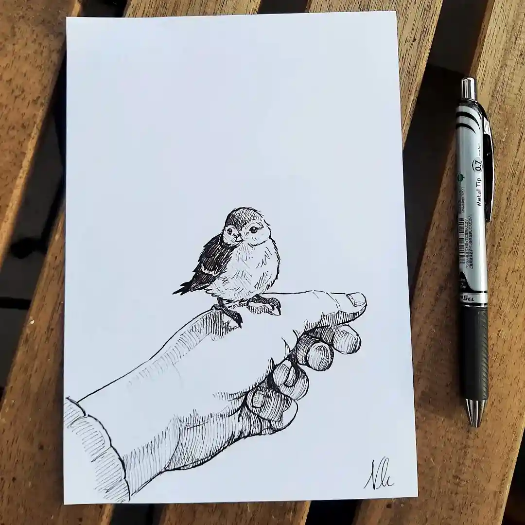 A black-and-white ink drawing on white paper shows a small bird perched on an outstretched human hand, with detailed…