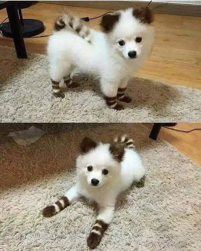 A small, fluffy white dog with brown markings on its ears, paws, and tail is shown in two panels. In the top panel, it…