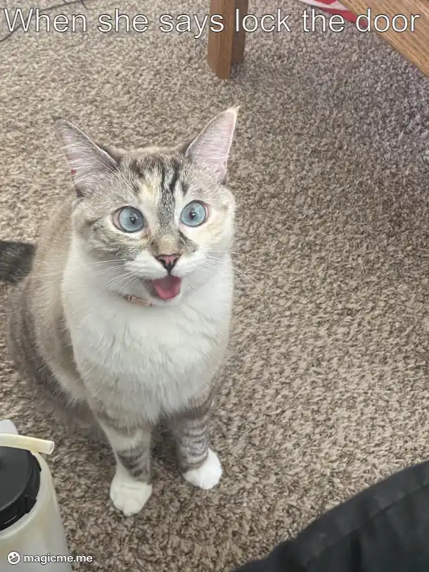 A close-up photo of a cat with wide blue eyes and its mouth open, looking upward with an expression of surprise or pleading…