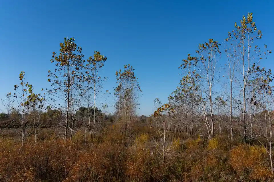 A wide shot of a field with tall, thin trees and dry, brownish vegetation under a clear blue sky. The trees have sparse…
