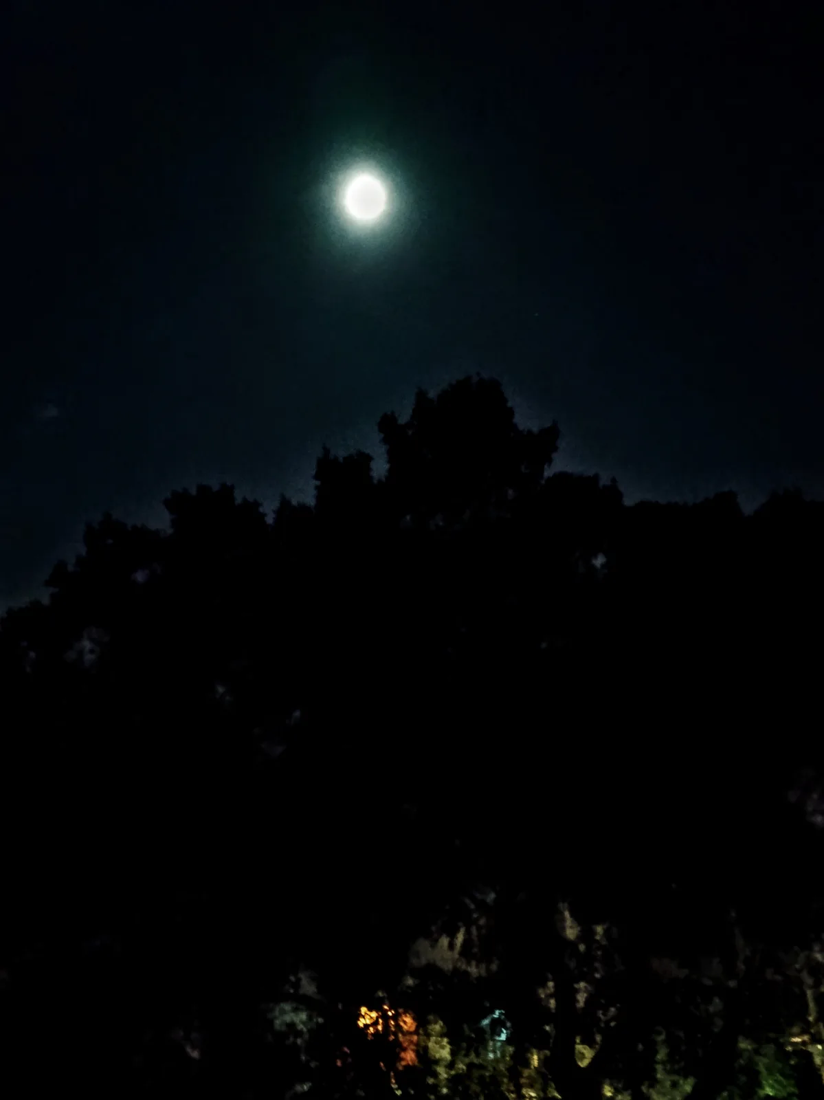 A night sky photo shows a bright, full moon glowing above the dark silhouettes of tree tops. The lower branches show faint…