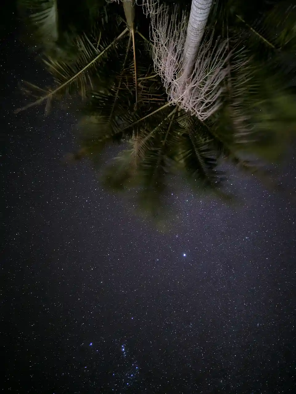 A low-angle night photo shows the silhouette of palm tree fronds against a star-filled sky, with the text 'i'm not crying…