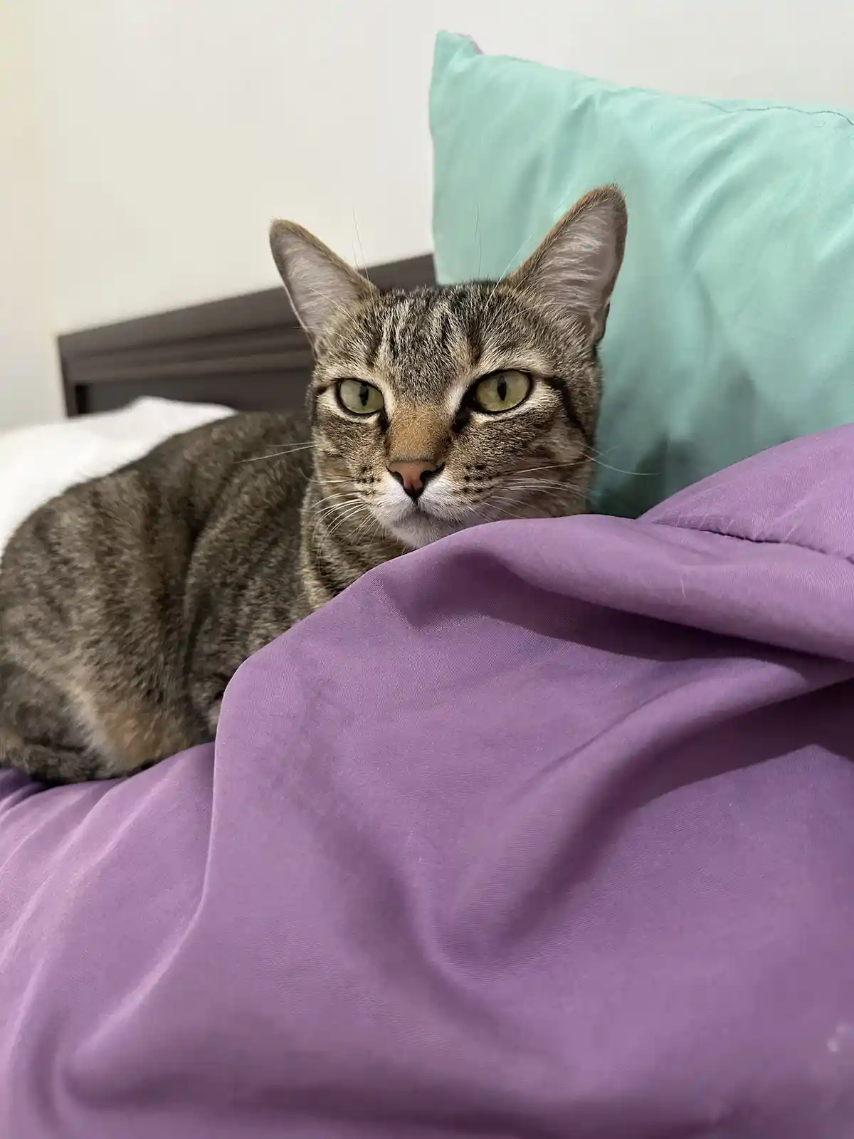 A tabby cat with green eyes is lying on a bed, partially covered by a purple blanket, looking directly at the camera with a…