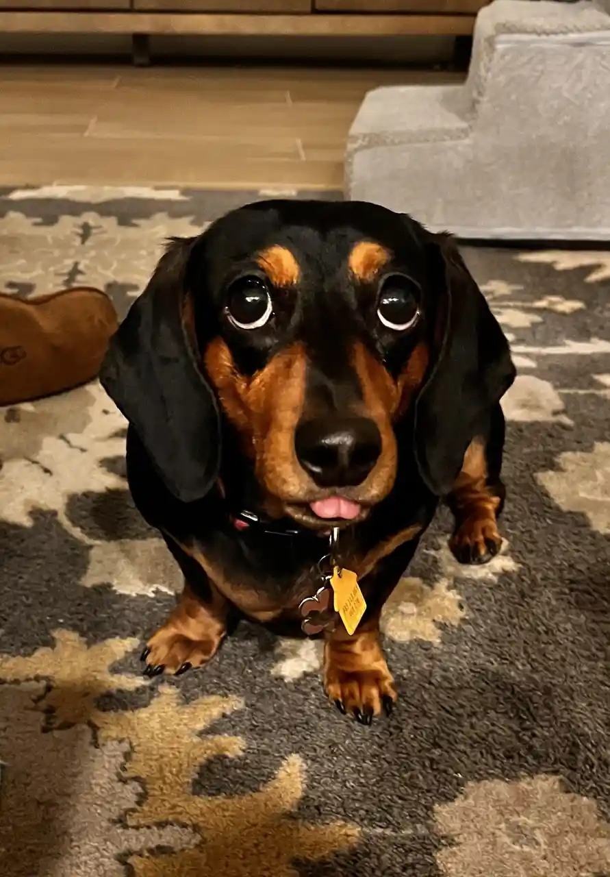 A black and tan dachshund with large, expressive eyes and its tongue slightly out stares directly at the camera from a low…
