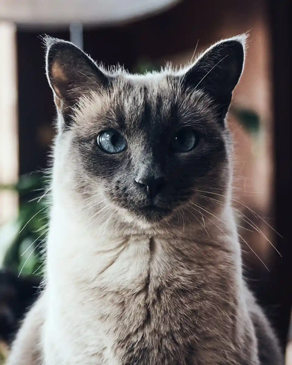 Meet Simone: The Star of the Show