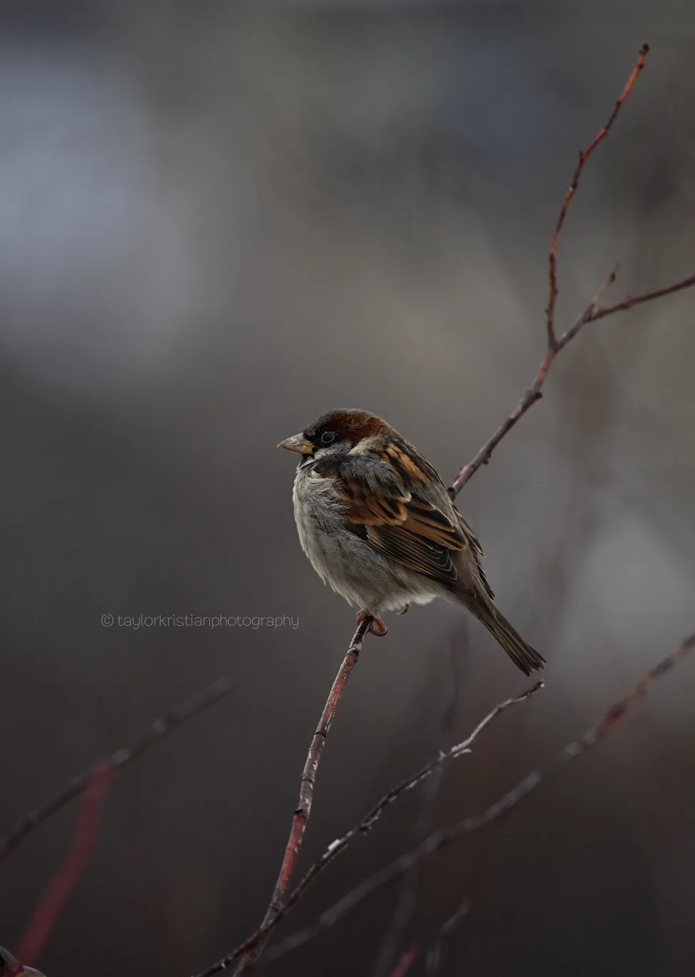 A small brown and gray bird, likely a sparrow, perches on a thin, bare branch against a blurred gray background. The bird…