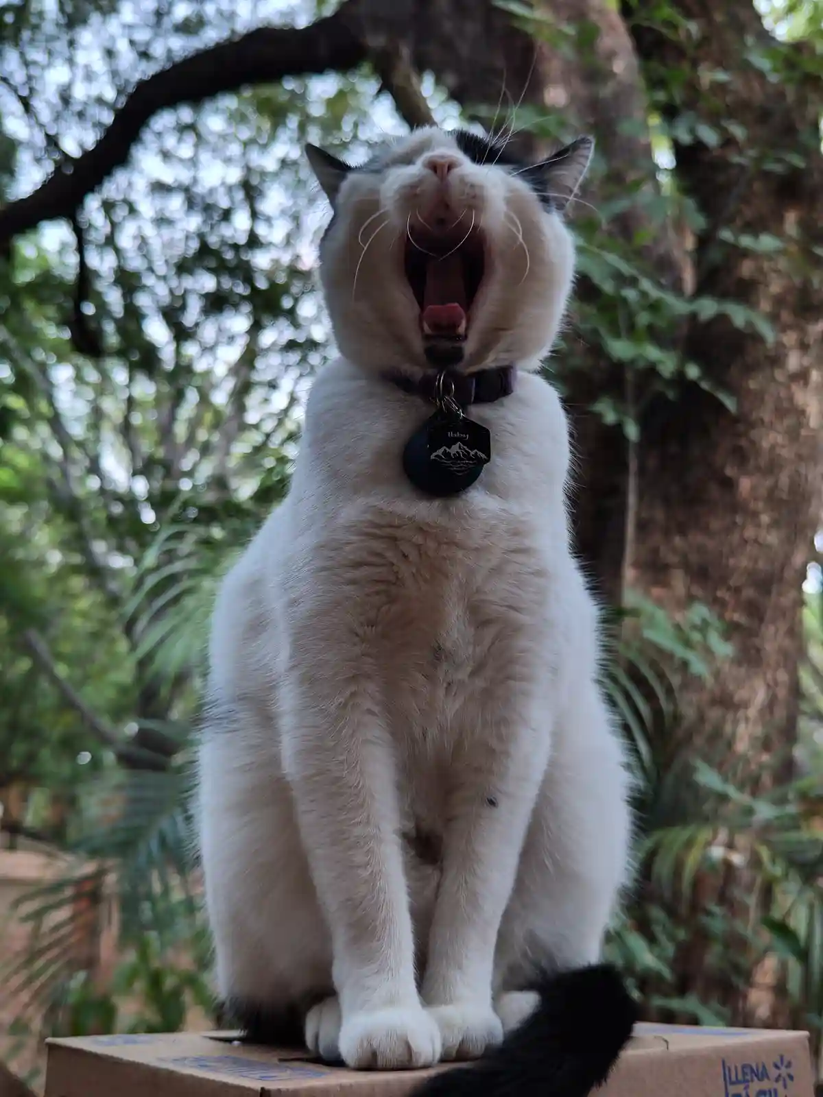 A white and black cat with a purple collar and a tag that says 'Ibby' is sitting upright on a cardboard box outdoors…