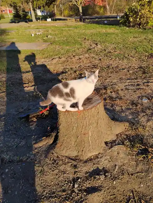 A white and gray cat with closed eyes sits atop a tree stump in a grassy, slightly muddy outdoor area, appearing very…