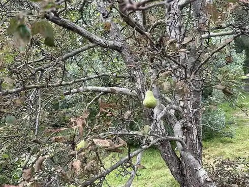 The Enigmatic Pear Tree