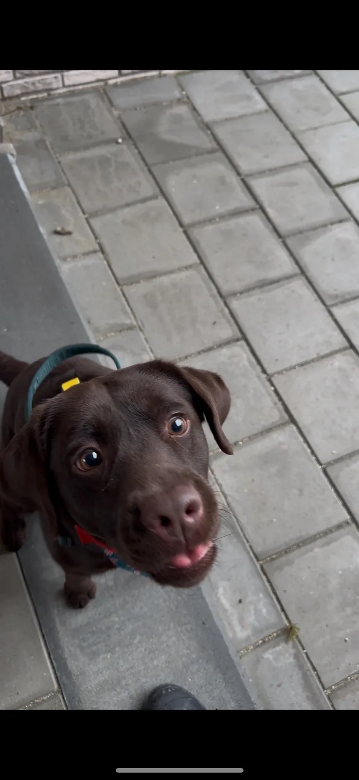 A chocolate Labrador puppy wearing a harness looks up with wide, pleading eyes at the camera, its tongue slightly out…