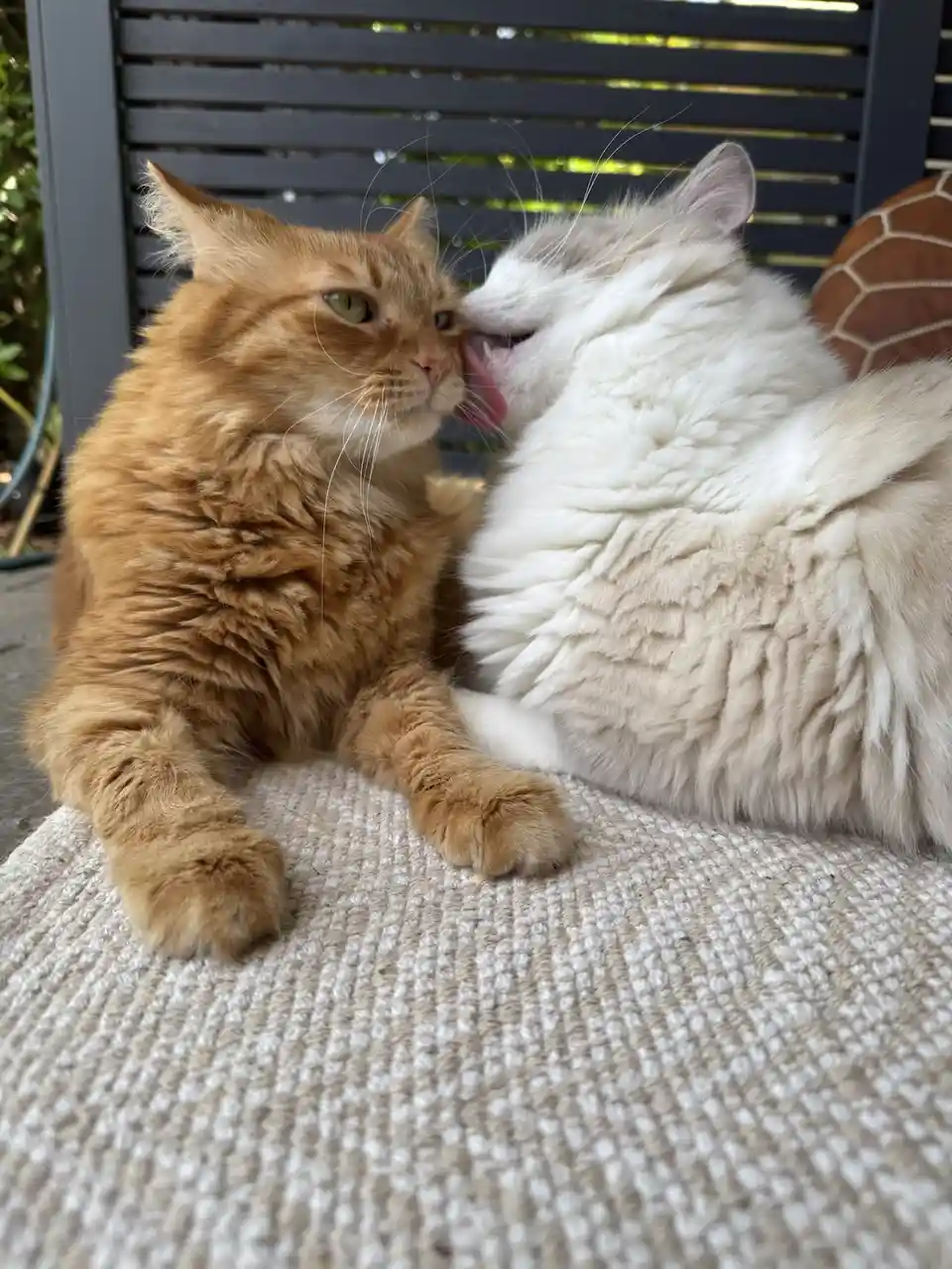Two cats sit side by side on a textured outdoor chair; a fluffy white cat licks the cheek of a ginger cat, who stares…