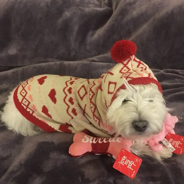 A small white dog wearing a red and cream patterned knit sweater and matching hat with a red pom-pom lies on a dark gray…