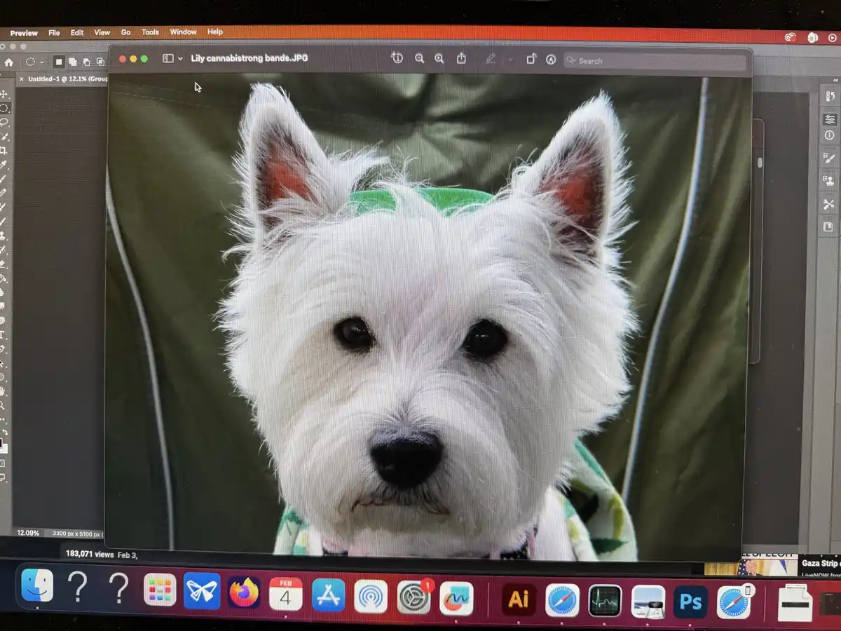 A white West Highland Terrier dog with a green bandana on its head is shown in a photo viewer window on a Mac computer. The…