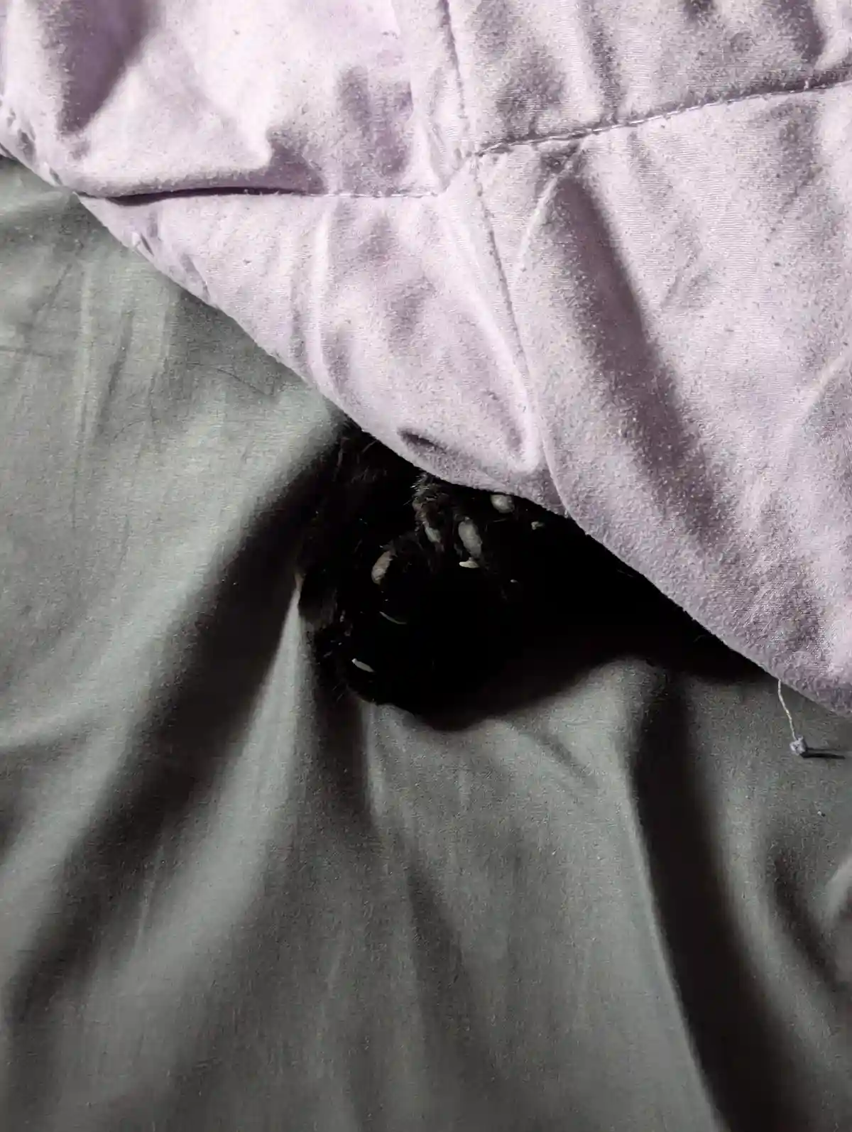 A close-up shot shows a dark-furred animal, likely a cat, peeking out from under a purple velvet blanket and a grey sheet…
