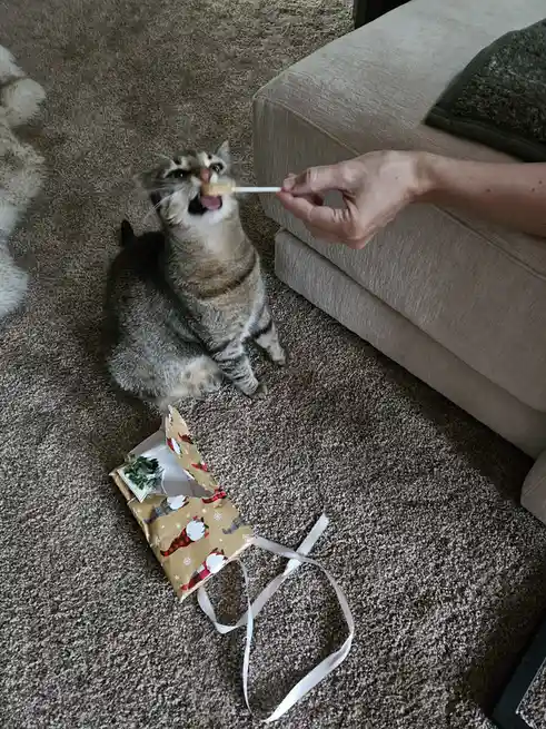 A tabby cat sits on a carpeted floor, eagerly licking a treat from a stick held by a human hand. A Christmas-themed gift…