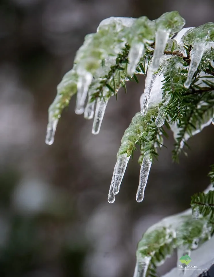 A close-up photograph shows a pine tree branch heavily coated in ice, with numerous icicles hanging down from the needles…