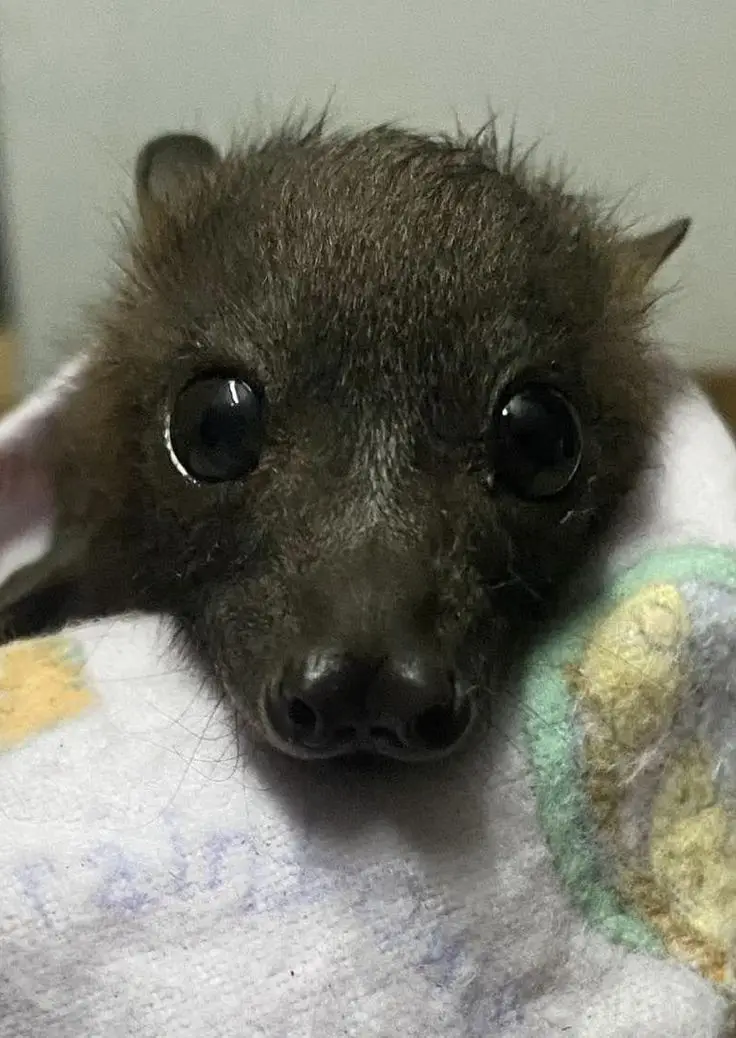 Absolutely Adorable!