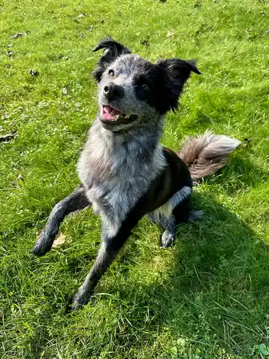 A happy, black-and-white speckled dog with floppy ears and a fluffy tail sits on bright green grass, looking up with an open…